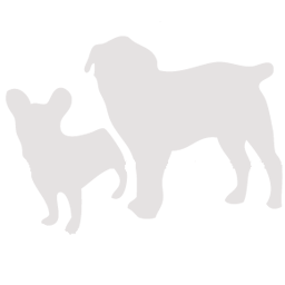 Eddie Barkus - dog daycare grooming boarding hotel